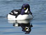 Barrow's Goldeneye (male)